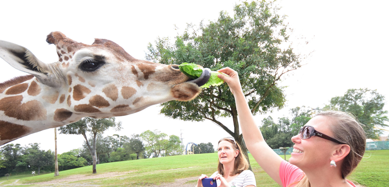 Girl feeding the giraffe